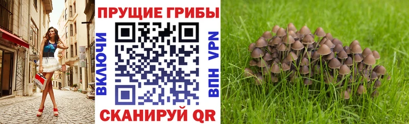 цена   Нефтеюганск  Галлюциногенные грибы Cubensis 